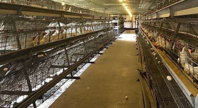Protease supplementation in laying hen diets (2019-2020)